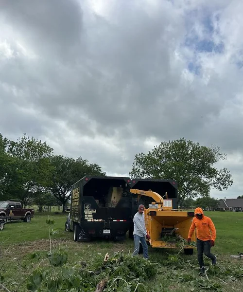 Tree Removal in Pantego 